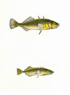 Drucke von Drei-gekammter Welschneunhahn (Gasterosteus aculeatus, oben), auch als Banstickle, Minnis und Sharpling sowie Prickelwelschen oder Tinker (Gasterosteus pungitius, unten) bekannt. Datum: 1862 Stichling Drucke: Dreiachselige Knurrit und Zimpern