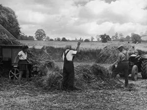 Britain Farming History Drucke: Threshing Straw