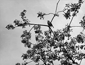 Rothkehlchen im Apfelbaum