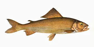 Victorian Fish Species Drucke: Thymallus thymallus, or Grayling