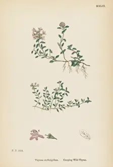 Thymus eu-serpillum