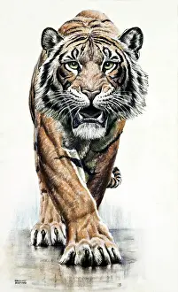 Drucke von Ein beeindruckendes Bild eines großen männlichen Tigers, der mit Bedrohung herankommt. Ölbild von Raymond Sheppard Tiger Drucke: Ein Bär kommt näher