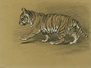 Raymond Sheppard Artwork Drucke: Tiger Cub