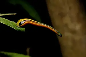 Drucke von Tigerleiche auf einer Blättermalie typisch für die Niederschlagwälder des Flusses der Sumpfregion von Kinabatangan (Haemadipsa picta). Sabah, Bornö, Maleisien; Juni Picta Drucke: Bengal-Tierwurm / Malerleiche auf Blatt, typisch
