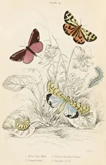 Tiger Motten und Andere