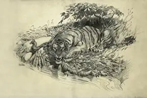 Raymond Sheppard Artwork Drucke: Tiger and Peacock