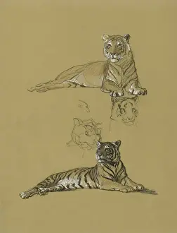 Raymond Sheppard Artwork Drucke: Tiger reclining - studies and view of head