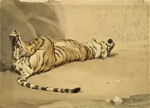 Historical Cat Paintings Drucke: A Tiger rolls on its back
