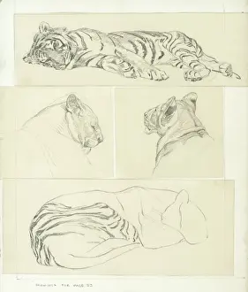 Raymond Sheppard Artist Drucke: Tiger Studies