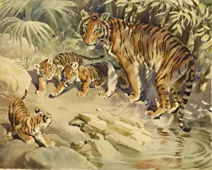 Tiger und Käuber