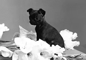 Smooth Haired Dogs Drucke: Tiny Puppy has Cute Face