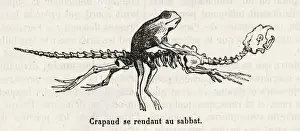 Der Frosch reitet auf dem Skelett