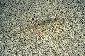 Agamas Drucke: Riesenfroschkäfer-Agamiden-Lüster - nutzt seine Tarnung