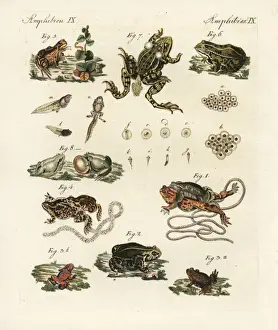 Common Toad Drucke: Toads and frogs