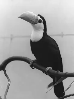 Tropical Birds Images Drucke: Toco Toucan