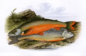 Drucke von Torgoch (Salvelinus alpinus, Arktischer Karpfen oder walisischer Torghog) und Alpen-Karpfen (Salvelinus alpinus alpinus). Datum: 1879 Char Drucke: Torgoch und Alpen-Schärfer