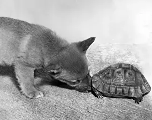 Funny Pet Pictures Drucke: Tortoise and fox cub