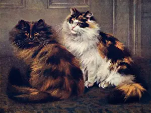 Drucke von Zwei persische Katzen, eine Tortenmelone und eine Tortenmeln-Weiß katze, sitzen zusammen. Datum: 1903 Persisch Drucke: Turtenshellschaf persische Katzen