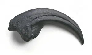 Mesozoic Era Dinosaurs Drucke: Torvosaurus claw