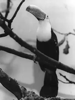 Tropical Birds Images Drucke: TOUCAN