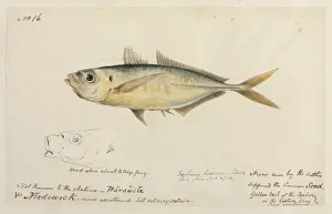 Perciformes Order Fish Drucke: Trachurus trachurus, common scad