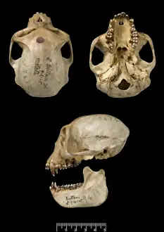 Drucke von Trachypithecus cristatus, Silberblattmönch (Männchen Schädel). Katalogreferenz 1909/4/1/5 Verwandte Bilder Drucke: Trachypithecus cristatus Silberblätteraffe
