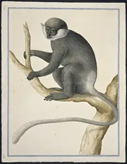 Trachypithecus vetulus, Purpurgesicht-Affenmond