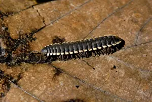 Drucke von Traktormilben. Tieflandregenwaldboden auf der Flussaue des Kinabatangan; Sabah, Borneo, Malaysia; Juni. Klasse Diplopoda Tausendfüßler Drucke: Traktormilben