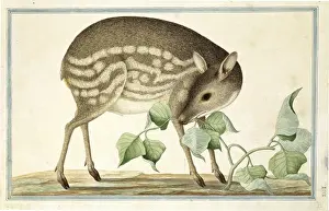 Tragulus javanicus, Kleiner Mäusehirsch