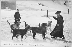 Mountain Dog Breeds Drucke: Training St Bernards