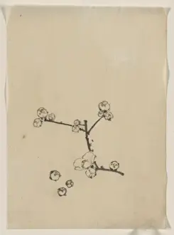 Japanese Cherry Blossom Trees Drucke: A tree branch with blossoms