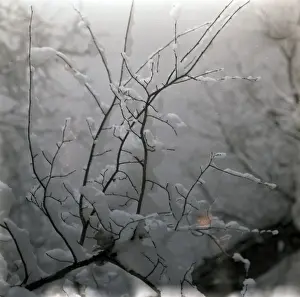 Snow Covered Tree Branches Drucke: Tree branches covered in snow
