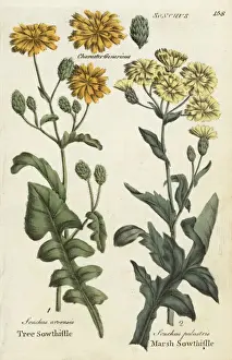 Medical Herbalism History Drucke: Tree sowthistle and marsh sowthistle