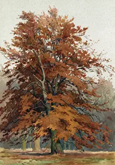 Autumn Beech Tree Drucke: Trees / Beech C1890