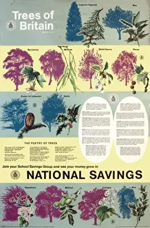 Vintage British Advertising Posters Drucke: Trees of Britain