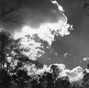 Trees and Clouds