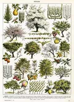 Blossoming Fruit Trees Drucke: Trees / Orchard Trees