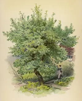 Plum Tree Drucke: Trees / Plum / Chromo