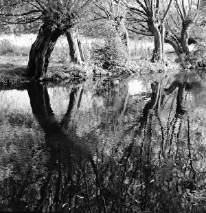 Reflections In Water Drucke: Trees and their reflections