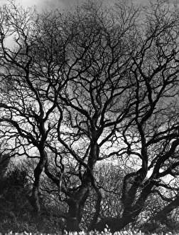Bare Tree Branches Drucke: TREES-TRACERY