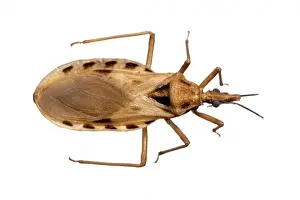 Blood Sucking Insects Drucke: Triatoma cavernicola, triatomine bug