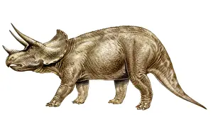 Triceratops
