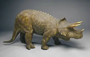 Triceratops