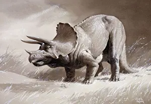Ausgestorben Drucke: Triceratops