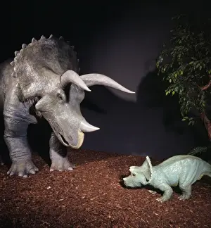 Triceratops