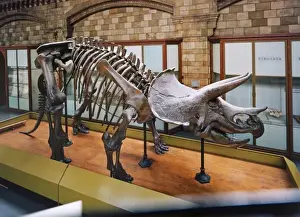 Cretaceous Period Dinosaurs Drucke: Triceratops skeleton