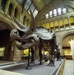 Trikeratops Skelett