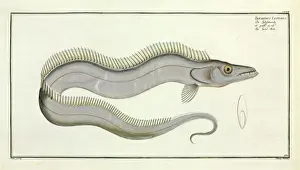 Drucke von Tafel 158 - Natürliche Geschichte der ausländischen Fische: mit sechsunddreißig Kupferabdrucken nach Originalien (1785-1795) von Marcus Elieser Bloch Schwertfisch Drucke: Ritterfisch (Trichiurus lepturus) oder Schwertfisch