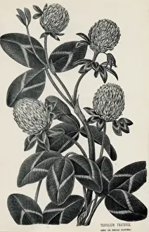 Trifolium Pratense Drucke: Trifolium Pratense