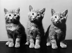 Vintage Cat Pictures Drucke: Trio of Kittens